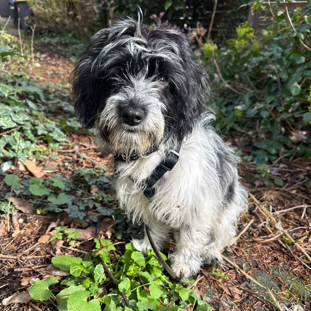 Mischling Balona-Duquesa, 10/2025, Endgröße ca. 45 cm, 50968 Köln