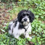 Mischling Balona-Duquesa, 10/2025, Endgröße ca. 45 cm, 50968 Köln