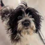 Mischling Balona-Duquesa, 10/2025, Endgröße ca. 45 cm, 50968 Köln