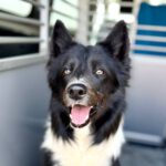 Border Collie Balto, 04/2020, ca. 50 cm, 53859 Niederkassel