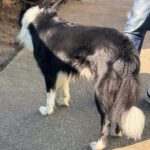 Border Collie Balto, 04/2020, ca. 50 cm, 53859 Niederkassel