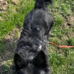 Border Collie Balto, 04/2020, ca. 50 cm, 53859 Niederkassel