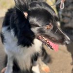 Border Collie Balto, 04/2020, ca. 50 cm, 53859 Niederkassel