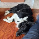 Border Collie Balto, 04/2020, ca. 50 cm, 53859 Niederkassel