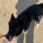 Border Collie Balto, 04/2020, ca. 50 cm, 53859 Niederkassel