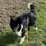 Border Collie Balto, 04/2020, ca. 50 cm, 53859 Niederkassel