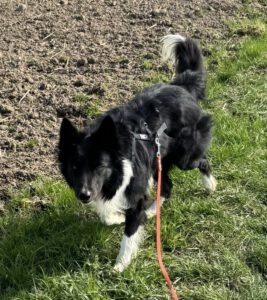 Border Collie Balto, 04/2020, ca. 50 cm, 53859 Niederkassel
