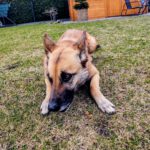 Schäferhund Mischling Barna, 05/2023, ca. 45 cm, 39264 Trüben