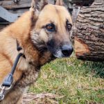 Schäferhund Mischling Barna, 05/2023, ca. 45 cm, 39264 Trüben