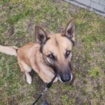 Schäferhund Mischling Barna, 05/2023, ca. 45 cm, 39264 Trüben