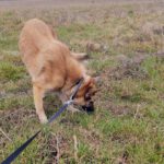 Schäferhund Mischling Barna, 05/2023, ca. 45 cm, 39264 Trüben