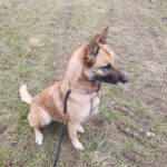 Schäferhund Mischling Barna, 05/2023, ca. 45 cm, 39264 Trüben