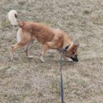 Schäferhund Mischling Barna, 05/2023, ca. 45 cm, 39264 Trüben