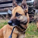 Schäferhund Mischling Barna, 05/2023, ca. 45 cm, 39264 Trüben