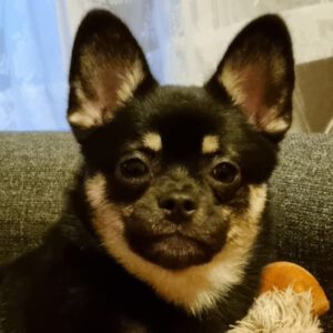 Mischling Bella, 01/2025, ca. 27 cm, 12051 Berlin