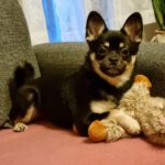 Mischling Bella, 01/2025, ca. 27 cm, 12051 Berlin