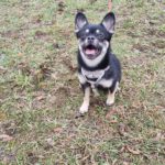 Mischling Bella, 01/2025, ca. 27 cm, 12051 Berlin