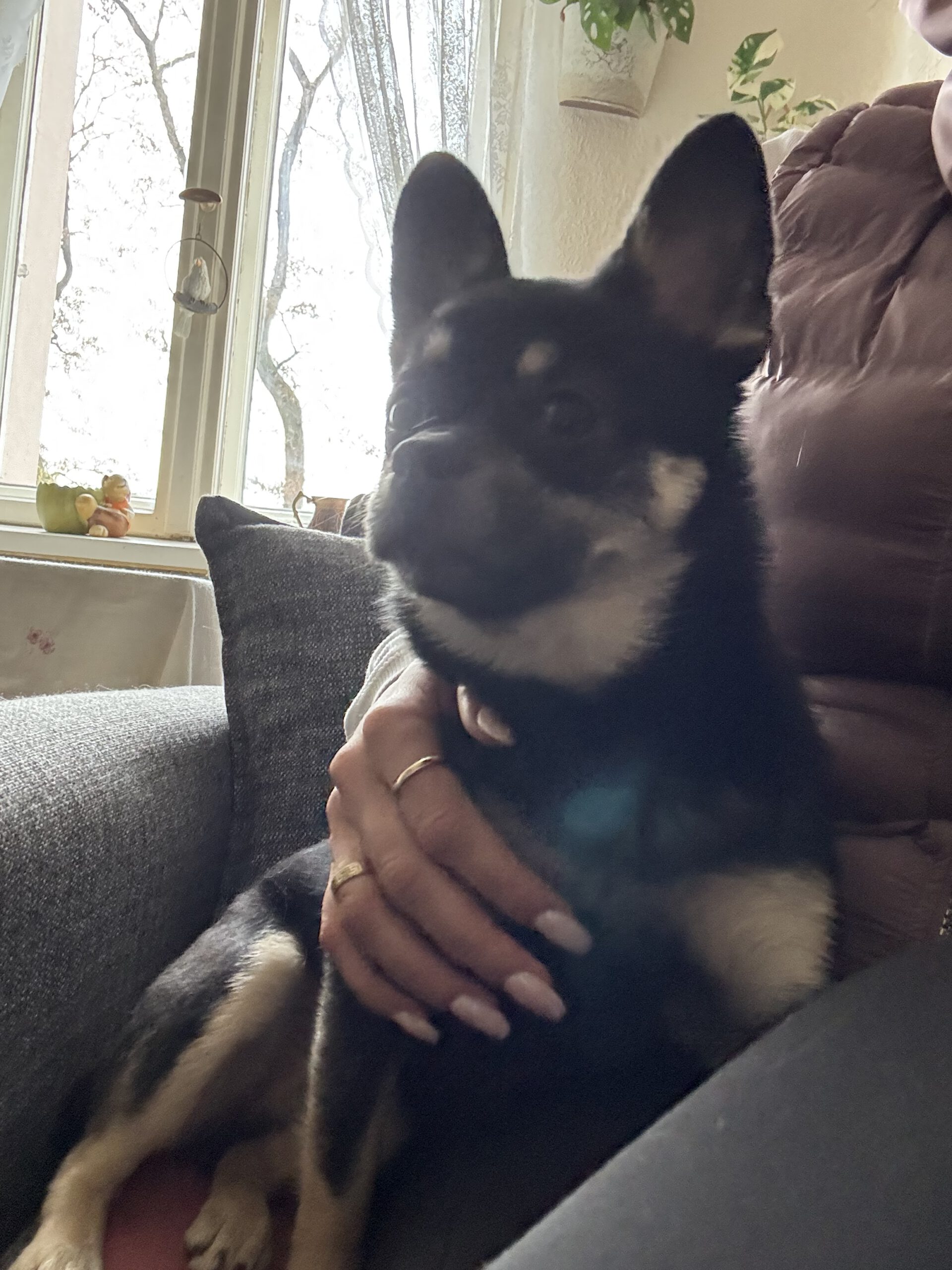 Mischling Bella, 01/2025, ca. 27 cm, 12051 Berlin