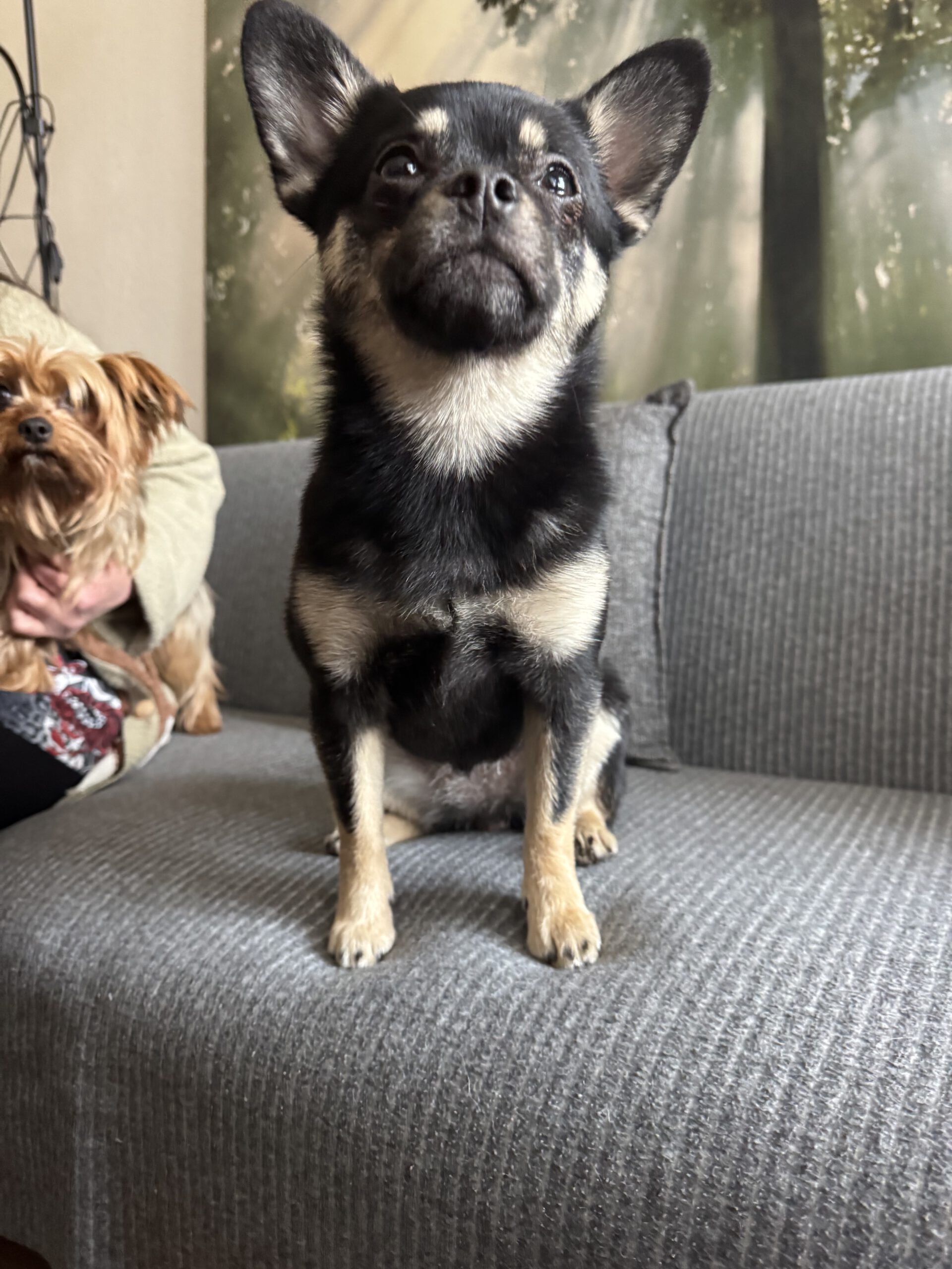 Mischling Bella, 01/2025, ca. 27 cm, 12051 Berlin