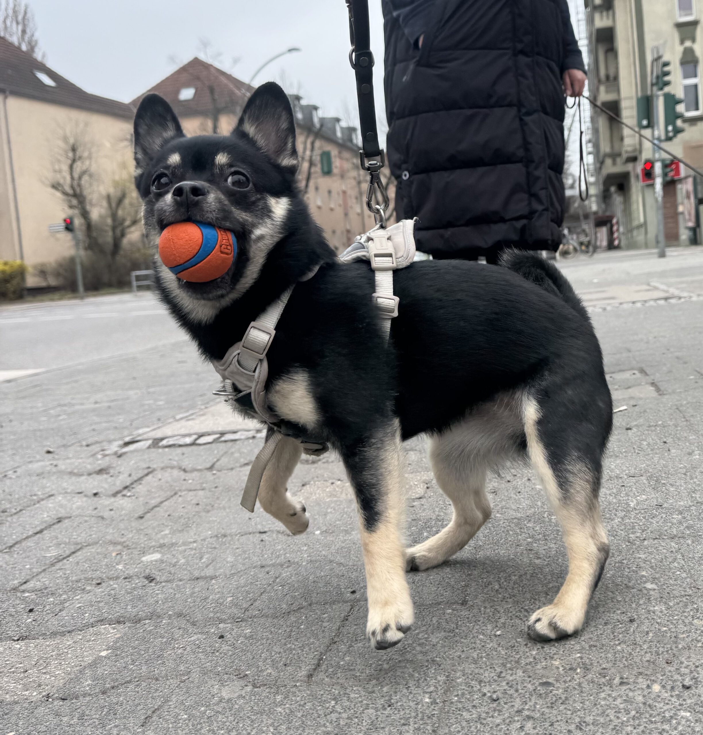 Mischling Bella, 01/2025, ca. 27 cm, 12051 Berlin