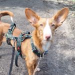Podenco Maneto Billy, 07/2023, ca. 35 cm,45657 Recklinghausen