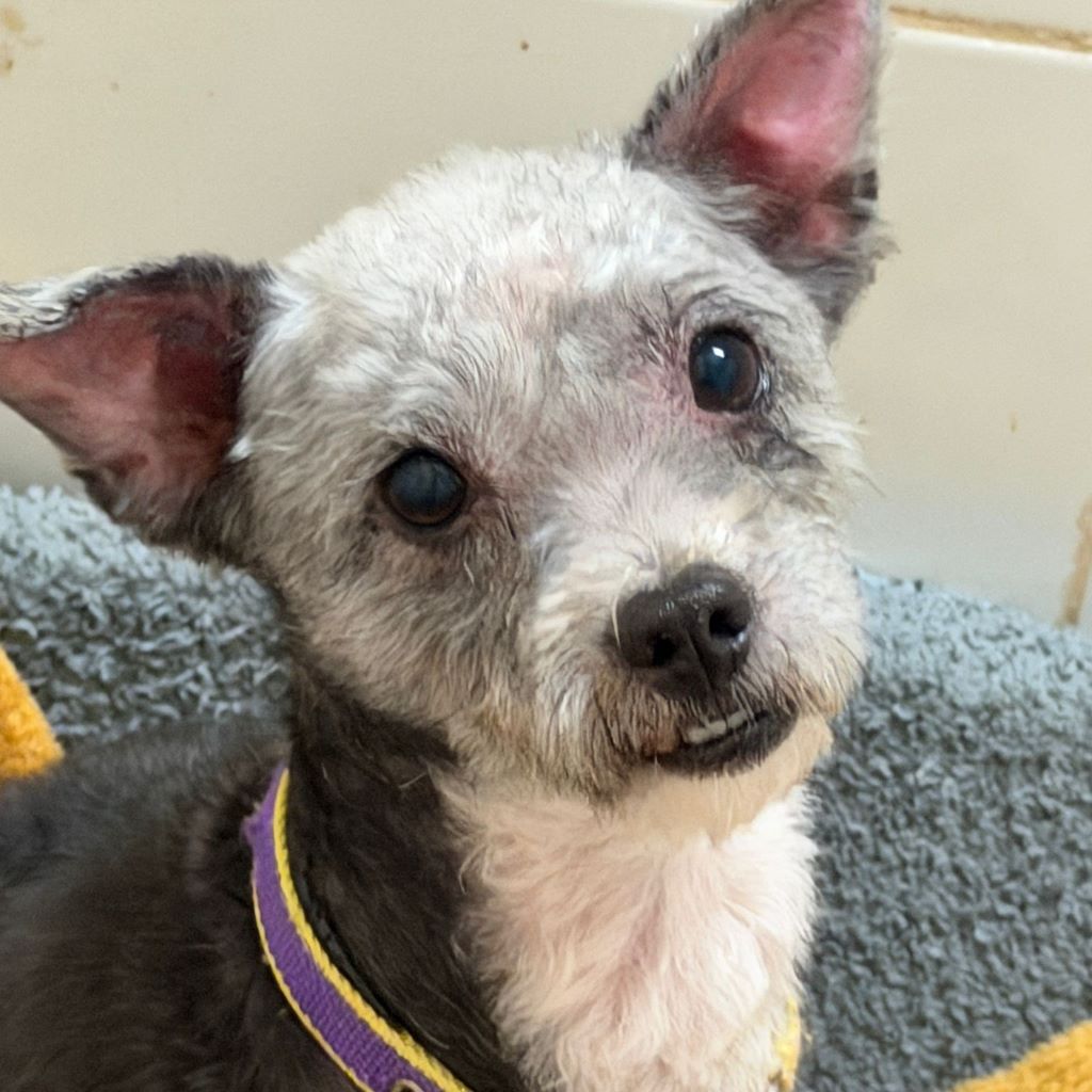 Mischling Blacky, 08/2018, ca. 30 cm