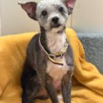 Mischling Blacky, 08/2018, ca. 30 cm