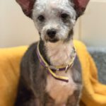 Mischling Blacky, 08/2018, ca. 30 cm