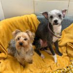 Mischling Blacky, 08/2018, ca. 30 cm