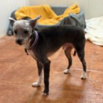 Mischling Blacky, 08/2018, ca. 30 cm