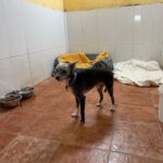 Mischling Blacky, 08/2018, ca. 30 cm