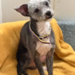 Mischling Blacky, 08/2018, ca. 30 cm