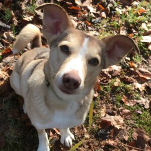 Mischling Boni, 02/2023, ca. 40 cm, 24211 Preetz