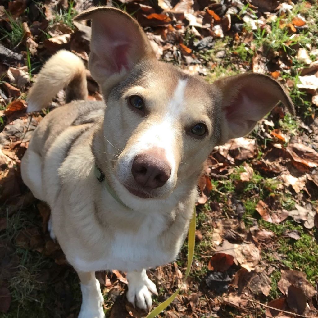 Mischling Boni, 02/2023, ca. 40 cm, 24211 Preetz