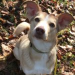 Mischling Boni, 02/2023, ca. 40 cm, 24211 Preetz