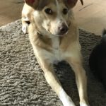 Mischling Boni, 02/2023, ca. 40 cm, 24211 Preetz