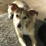 Mischling Boni, 02/2023, ca. 40 cm, 24211 Preetz