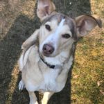 Mischling Boni, 02/2023, ca. 40 cm, 24211 Preetz