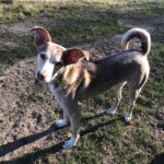 Mischling Boni, 02/2023, ca. 40 cm, 24211 Preetz