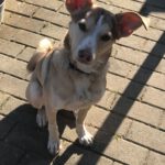 Mischling Boni, 02/2023, ca. 40 cm, 24211 Preetz