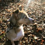 Mischling Boni, 02/2023, ca. 40 cm, 24211 Preetz