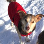 Mischling Boni, 02/2023, ca. 40 cm, 24211 Preetz