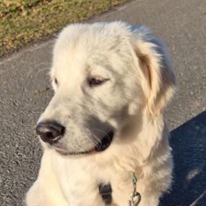 Golden Retriever Boo-William, 07/2025, Endgröße ca. 60 cm, 21409 Embsen