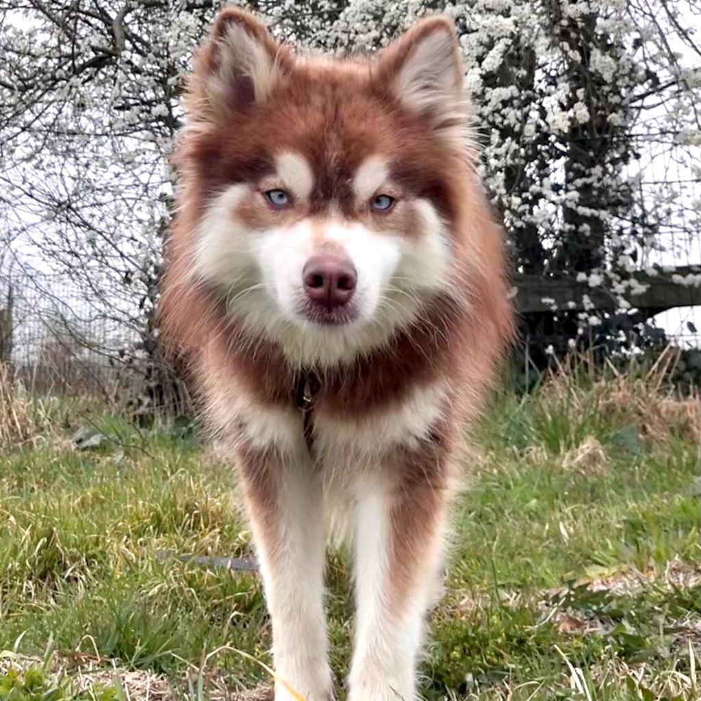 Pomsky Brais, 09/2024, ca. 40 cm, 25335 Bokholt-Hanredder