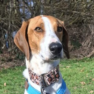 Deutsche Bracke Mischling Brisa, 06/2023, ca. 55 cm, 57223 Kreuztal