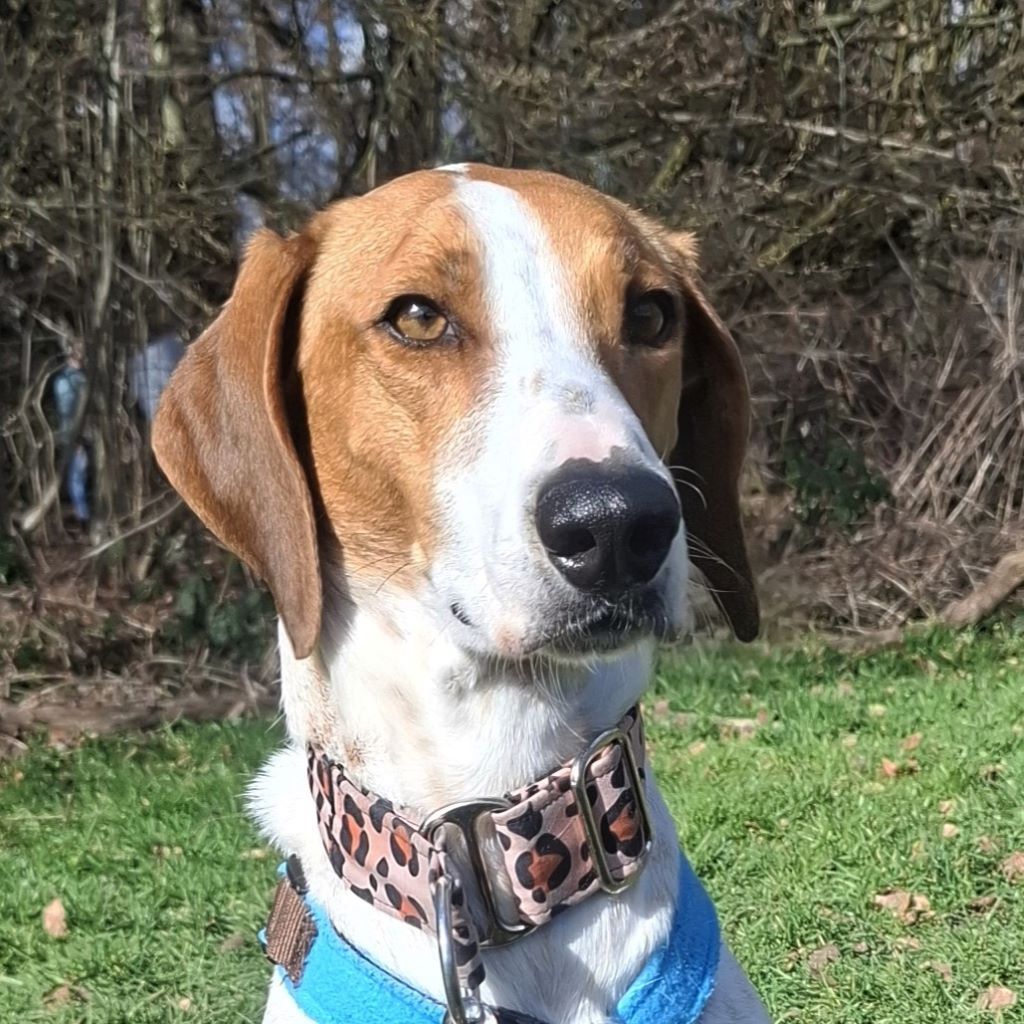 Deutsche Bracke Mischling Brisa, 06/2023, ca. 55 cm, 57223 Kreuztal