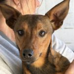 Mischling Brownie, 04/2025, ca. 40 cm