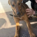 Mischling Brownie, 04/2025, ca. 40 cm