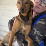 Mischling Brownie, 04/2025, ca. 40 cm