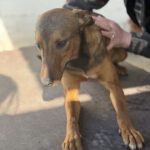 Mischling Brownie, 04/2025, ca. 40 cm